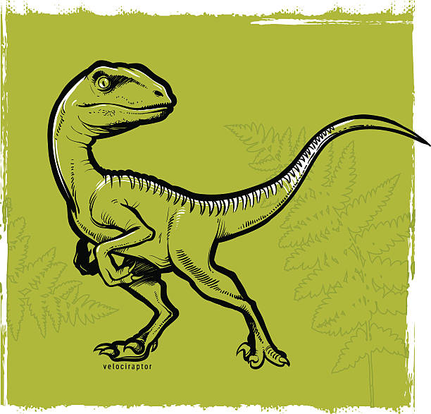 Velociraptor Vector illustration of dinosaur velociraptor bird of prey stock illustrations