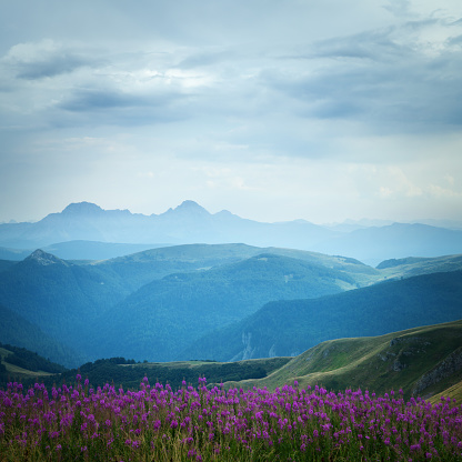 Field of purple flowers and beautiful green valley in the mountains after the rain