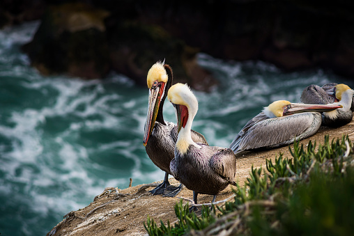 Four colorful brown pelicans with yellow heads resting on a rocky cliff in San Diego, California above the blue ocean in La Jolla cove