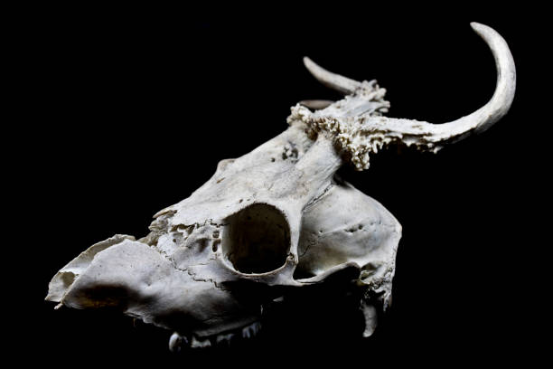 istock Deer Skull with Odd Antlers 529130952