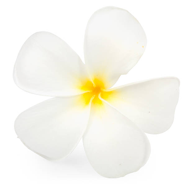 istock frangipani or plumeria flower 529131305