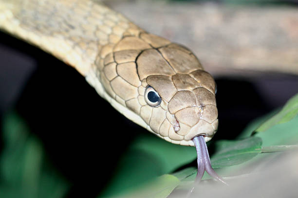 istock close up king croba snake 529131351