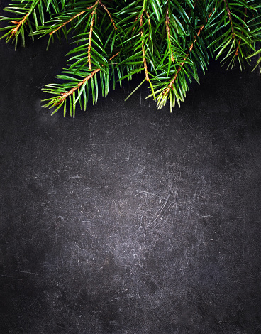 Christmas Background with  Fir Tree on Vintage Black board with free blank copy space for greeting text. Christmas Holiday card, Poster, Wallpaper