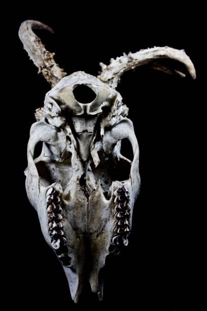 istock Deer Skull with Odd Antlers 529131510
