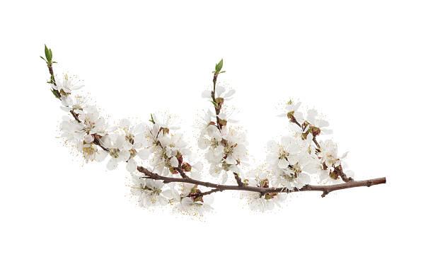 istock Apricot flowers isolated on white. without shadow 529131930