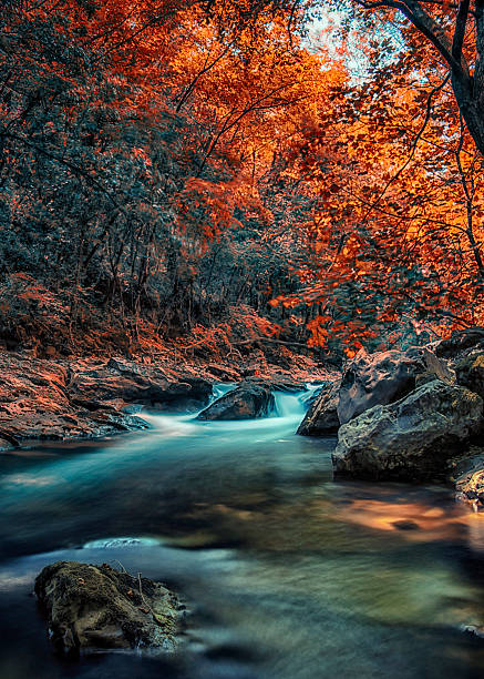 rio na floresta  - scenics waterfall autumn rock - fotografias e filmes do acervo