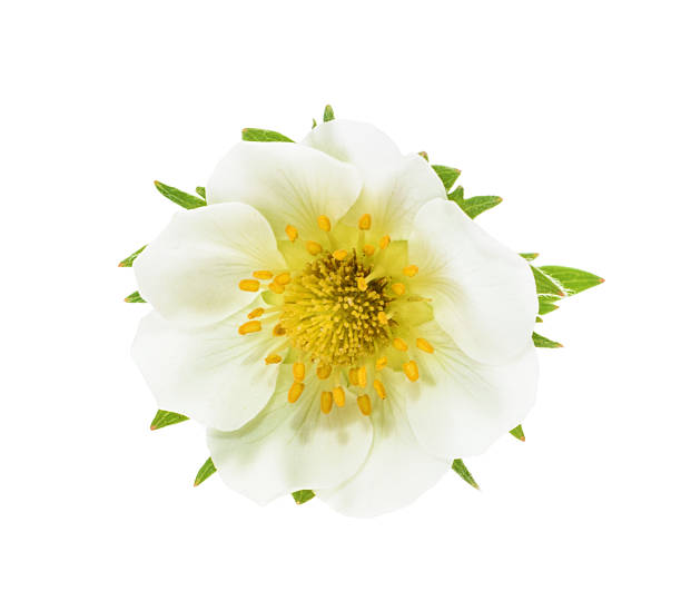 istock Strawberry flowers isolated. without shadow 529132032