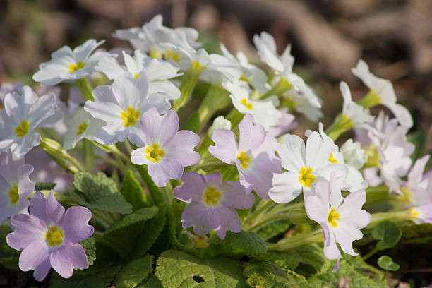 istock White and purple flowers Primroses (Primula Vulgaris) on a bed 529132104