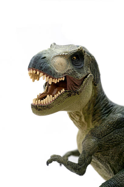 Tyrannosaurus Rex plastic model portrait stock photo