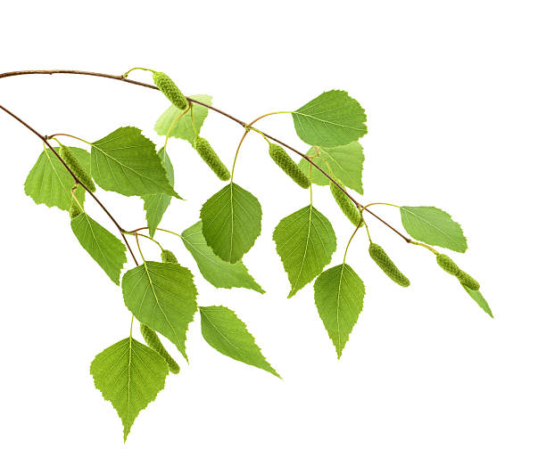 istock Birch leaves of the tree isolated on the white background 529132356