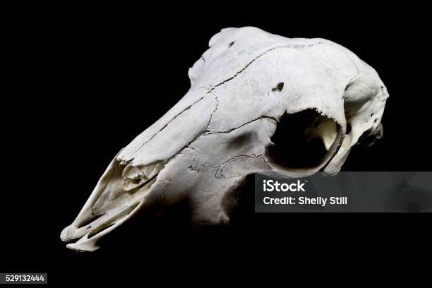 Sheep Skull On Black Black Background Stock Photo - Download Image Now -  Anatomy, Animal, Animal Body Part - iStock