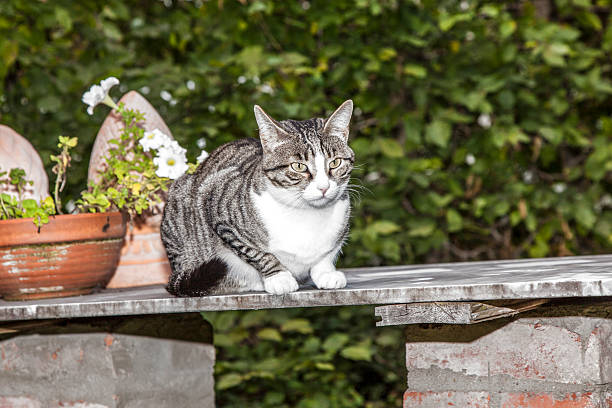 cat watching and hunting by night