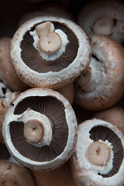istock Macro photo of mushrooms 529132511