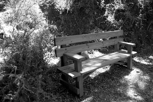 Bench in nature colorized in black and white