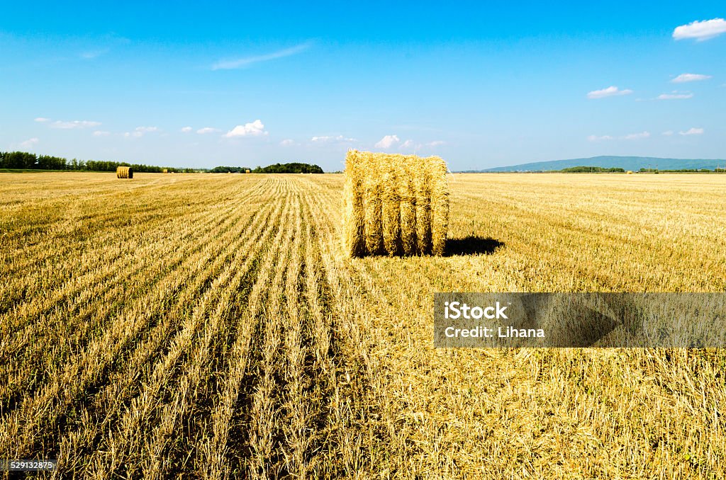 Twisted hay on the field in summer Agricultural Field Stock Photo