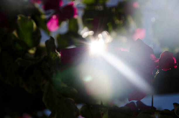 istock Bouganivillea Flower Heaven 529133388
