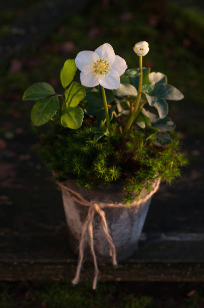 helleborus vaso branco beleza - schneerose imagens e fotografias de stock