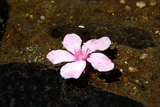 Pink flower float on mini lake with stones