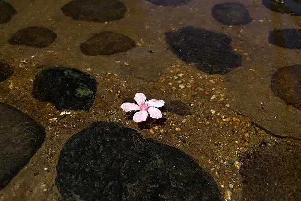 Pink flower float on mini lake with stones