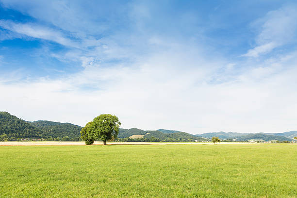 istock Lush green meadow summery blue sky 529135161