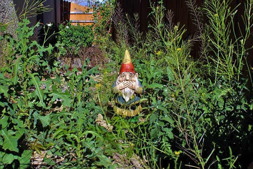 Gnome Disgusted by Overgrown Yard
