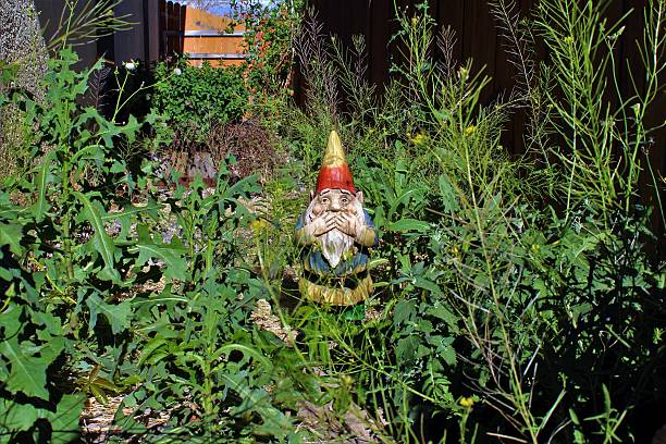 Gnome Disgusted by Overgrown Yard Garden gnome disgusted by overgrown side yard. Gnome stock pictures, royalty-free photos & images