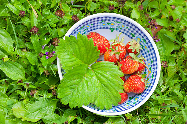 bowl with fresh strawberries stock photo