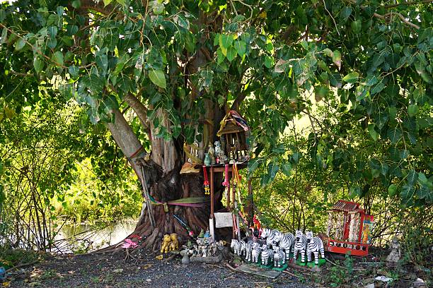 Thai believe the spritual live in the peepul tree