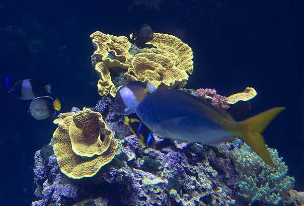 istock Marine life on the coral reef 529136020