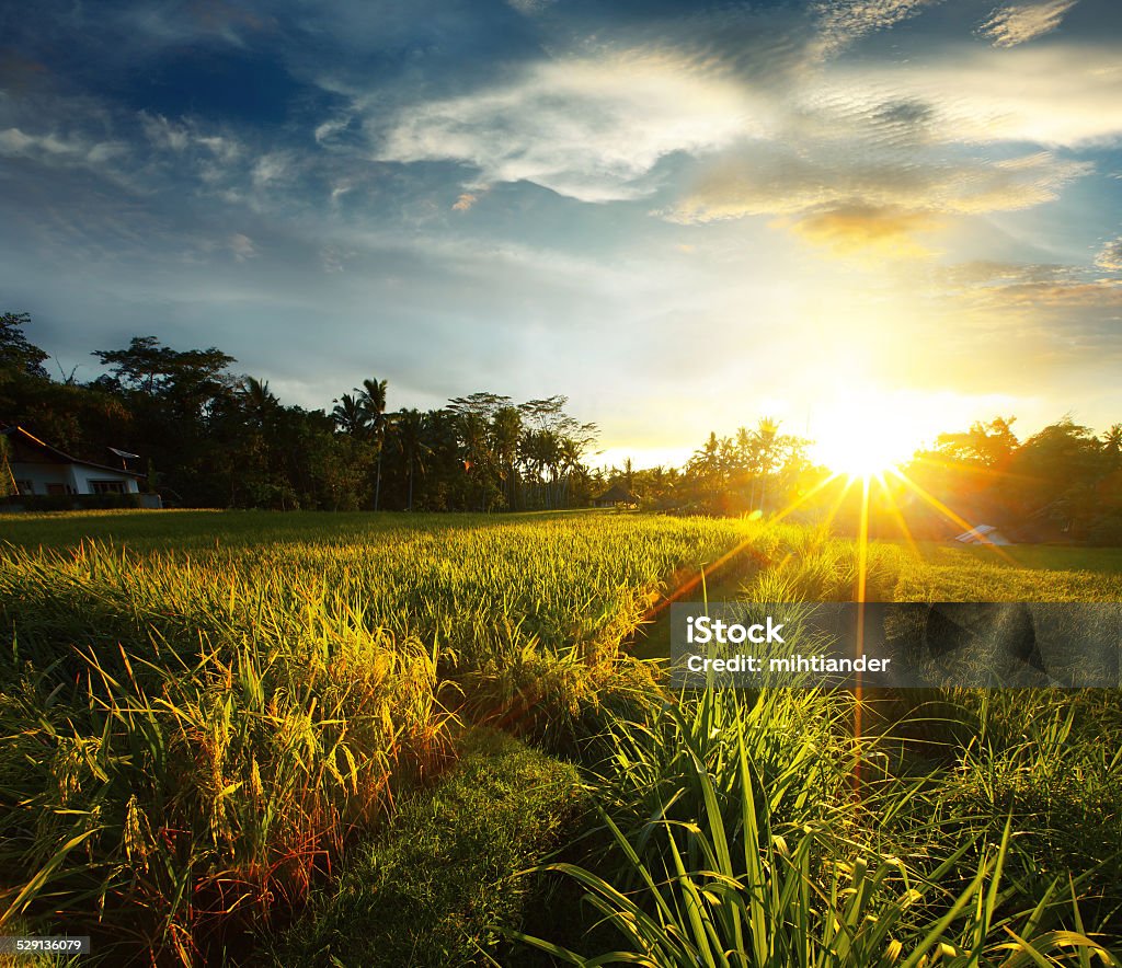 Rice Sunset over rice field. Ubud, Bali Agricultural Field Stock Photo