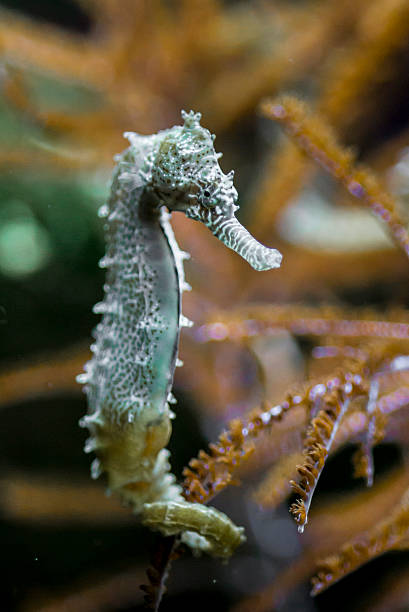 istock Sea Horse 529136109
