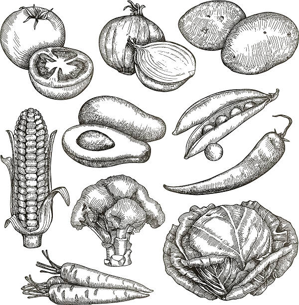 ilustraciones, imágenes clip art, dibujos animados e iconos de stock de verduras, bocetos, dibujo a mano - onion