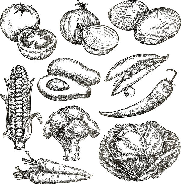 овощи, эскизов, рука рисование - onion stock illustrations