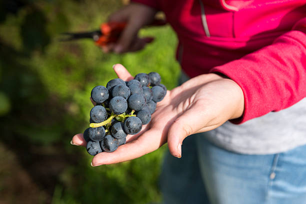 Harvesting grapes stock photo