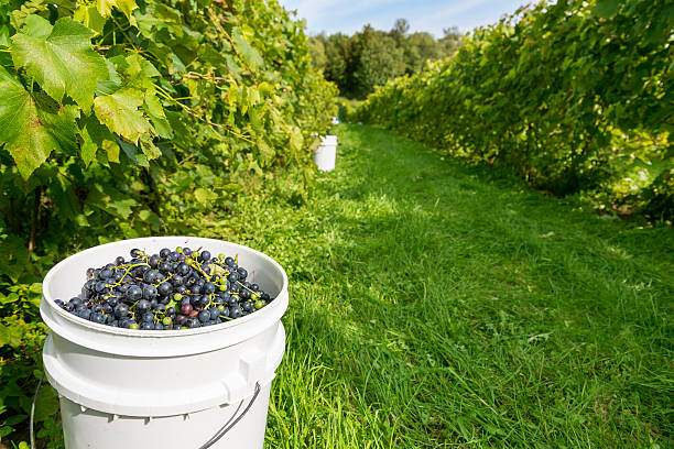 Harvesting grapes stock photo