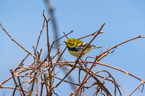 istock Black-throated Green Warbler 529137740