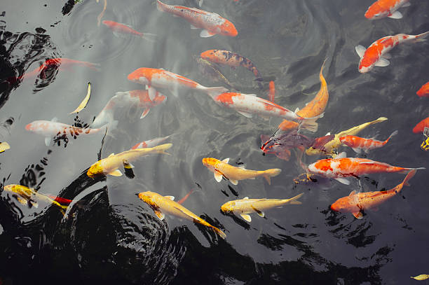 istock Colorful fish in Asia 529137746