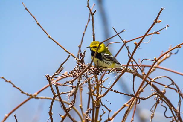 Black-throated Green Warbler
