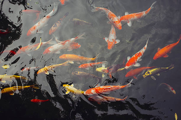 istock Colorful fish in Asia 529137794