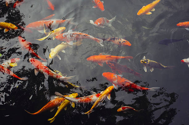 istock Colorful fish in Asia 529137836