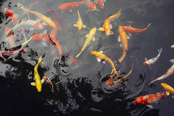 istock Colorful fish in Asia 529137864