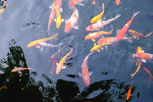 istock Colorful fish in Asia 529138010