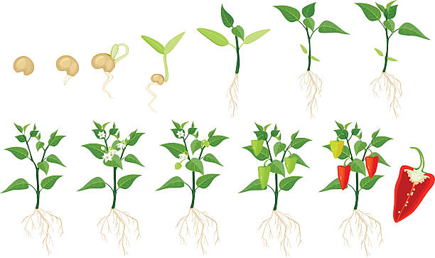 Pepper growing stage Pepper growing stage red bell pepper stock illustrations