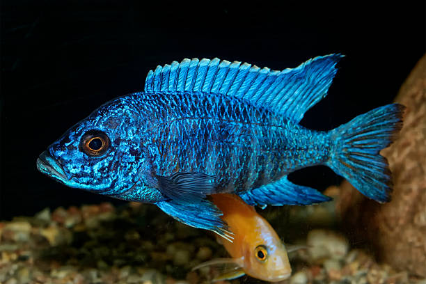 Cichlid fish from genus Aulonocara Nice blue OB male of cichlid fish from genus Aulonocara cichlid stock pictures, royalty-free photos & images