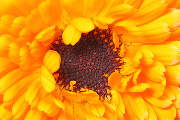 istock Closeup picture of calendula 529138176