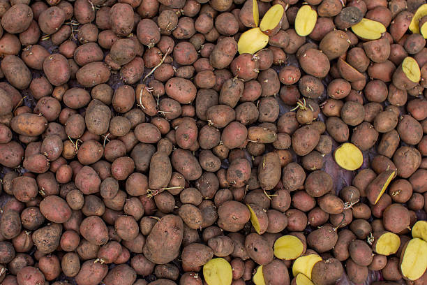 istock organic potatoes in the field 529138336
