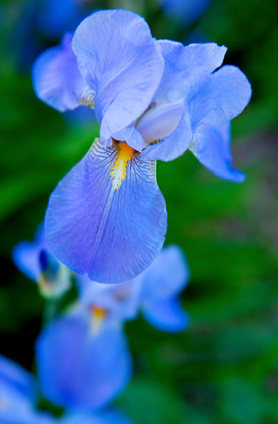istock Blue Iris flowers in the garden. 529138780