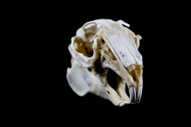 Rabbit Skull on Black Background stock photo