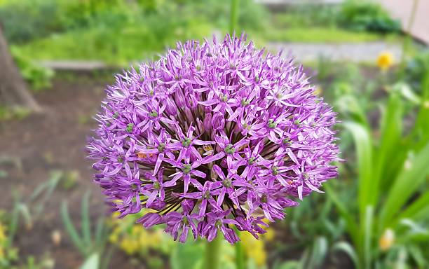 istock Spring flowers in botanical garden 529139156