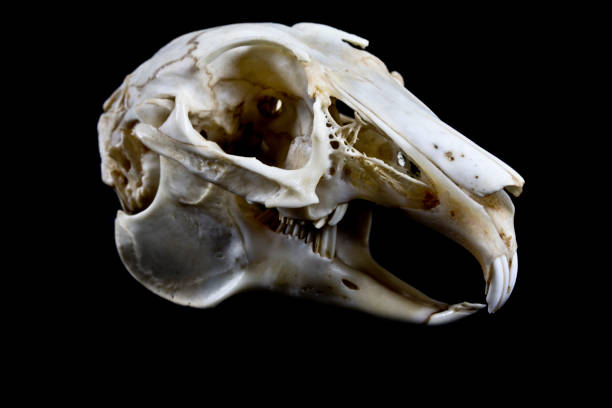 Rabbit Skull on Black Background stock photo